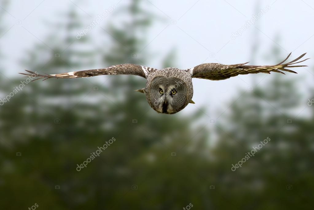 Great Gray Owl dives for prey