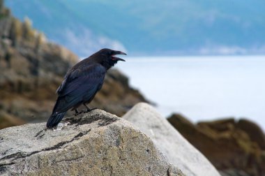 Black raven clipart