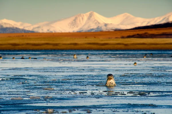 Тюлени в морской лагуне — стоковое фото