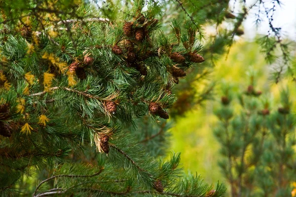 Pine cones — Stock Photo, Image