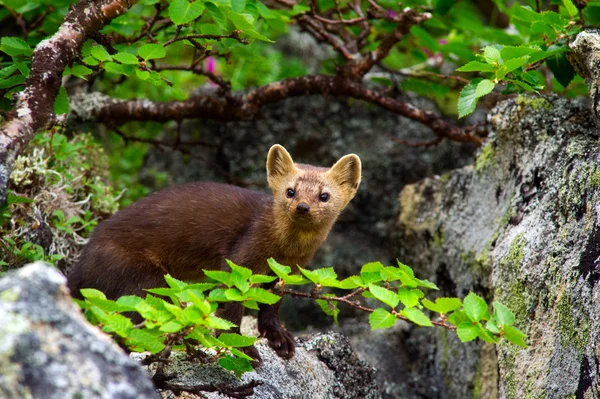 Sable (Martes Zibellina) — Stock Photo, Image