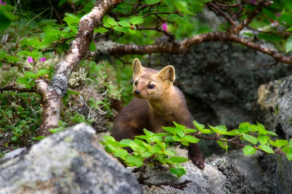 Sable (Martes Zibellina) — Zdjęcie stockowe