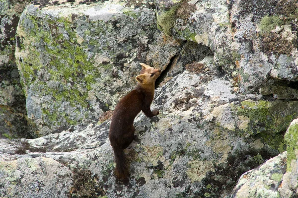 Samur (Martes zibellina) — Stok fotoğraf