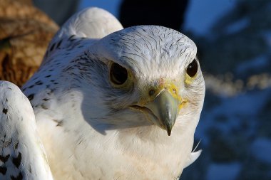 Şahin gyrfalcon