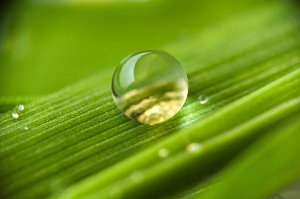 Drop on the grass — Stock Photo, Image