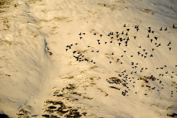 Der Abendflug — Stockfoto