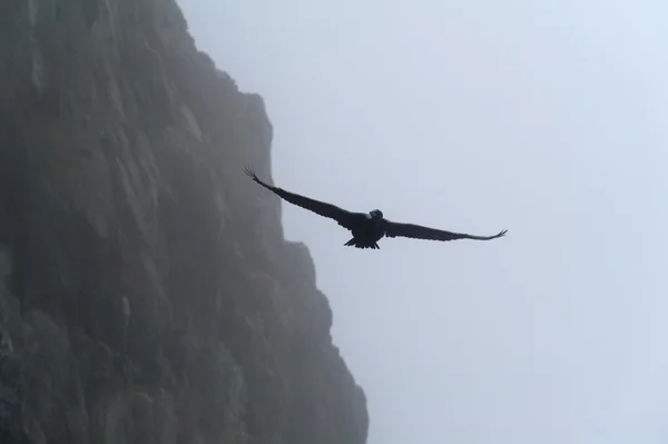 siyah dragonflight kıyıları
