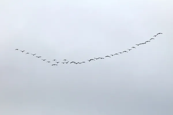 Wild Geese — Stock Photo, Image