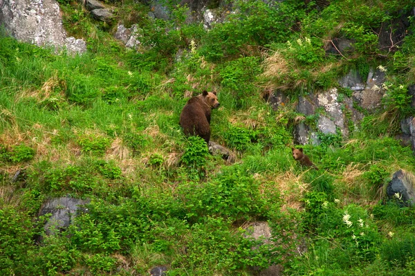 Famille des ours — Photo