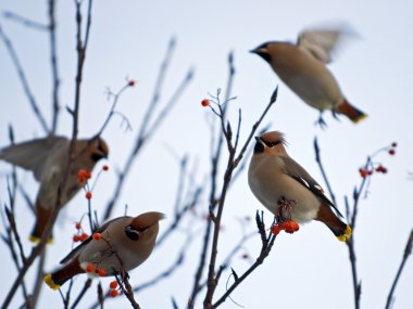 Waxwings clipart