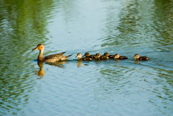 Familia de patos — Foto de Stock