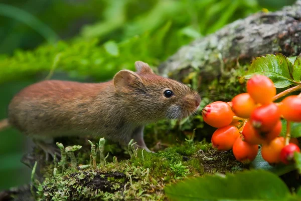 Red vole — Stock Photo, Image