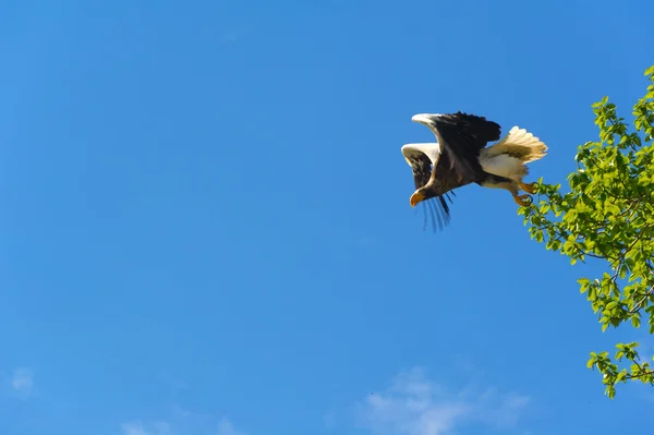 Aquila di mare di Steller — Foto Stock