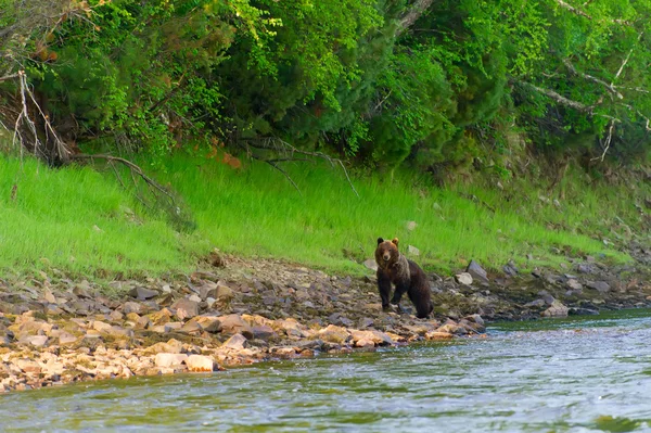 Bear on the river — Zdjęcie stockowe