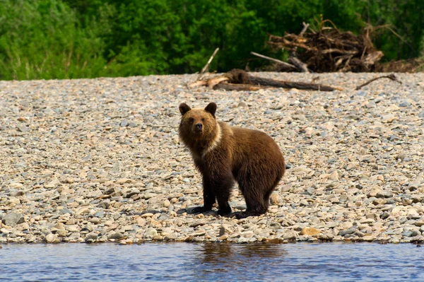 Ведмідь на річці — стокове фото