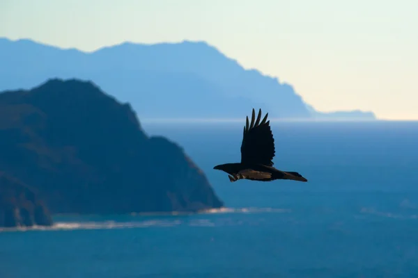 Corvo de voo — Fotografia de Stock