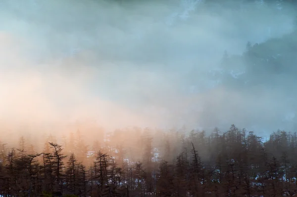 Foresta misteriosa — Foto Stock