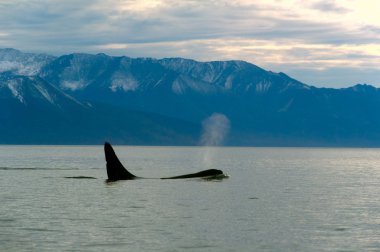 Orcinus Orca