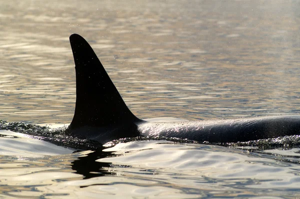 Orcinus Orca — Foto de Stock