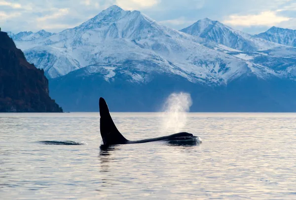 Orcinus Orca — Fotografia de Stock