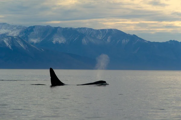 Orcinus Orca — Foto de Stock