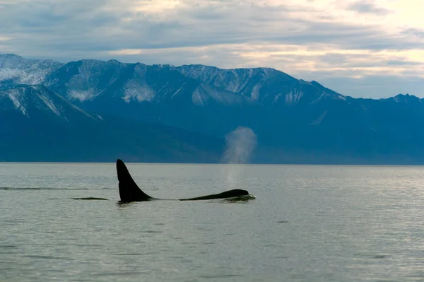 Orcinus Orca — Foto de Stock