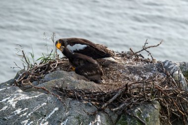 Kadın Steller'ın sea eagle ömrünü görüntüleri
