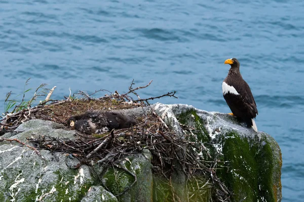 Imágenes de la vida del águila marina de la hembra Steller —  Fotos de Stock