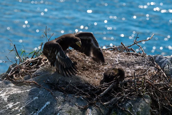 Images de la vie de l'aigle de mer femelle de Steller — Photo