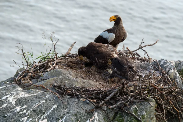 Images from the life of the female Steller's sea eagle — Stock Photo, Image