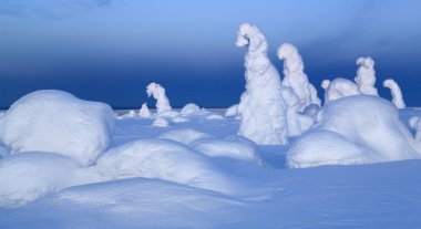 Kuzey ural Dağları. fantastik kar rakamlarına ağaçlar. Sibirya ile sınır ayaz sabahı.