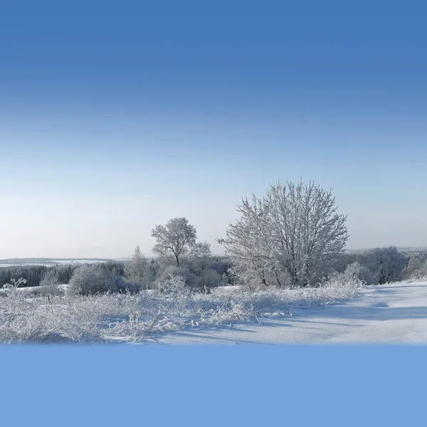 Arbres enneigés, une belle journée d'hiver — Photo