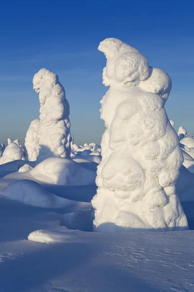 Norra Uralbergen. fantastisk snö siffror på träd. frostig morgon på gränsen till Sibirien. — Stockfoto