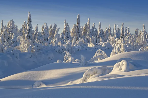 Montanhas Urais do Norte. Figuras de neve fantásticas nas árvores. Manhã gelada na fronteira com a Sibéria . — Fotografia de Stock