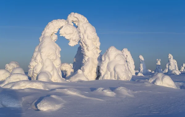 Montagnes du nord de l'Oural. Fantastiques figures de neige sur les arbres. Matin givré à la frontière avec la Sibérie . — Photo