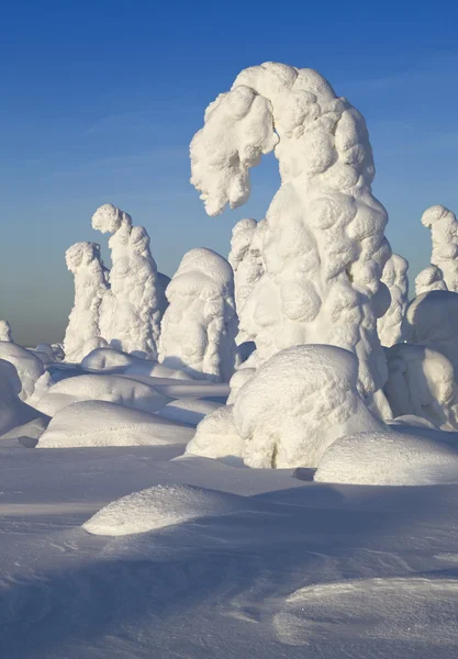 Montanhas Urais do Norte. Figuras de neve fantásticas nas árvores. Manhã gelada na fronteira com a Sibéria . — Fotografia de Stock