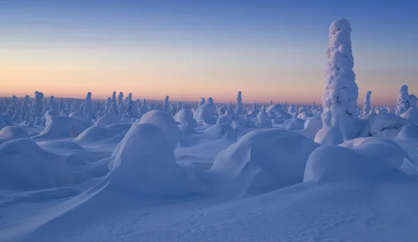 Montañas Urales del Norte. Fantásticas figuras de nieve en los árboles. Mañana helada en la frontera con Siberia . — Foto de Stock