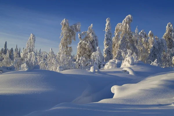 Northern Ural Mountains. Fantastic snow figures on trees. Frosty morning on border with Siberia. — Stock Photo, Image