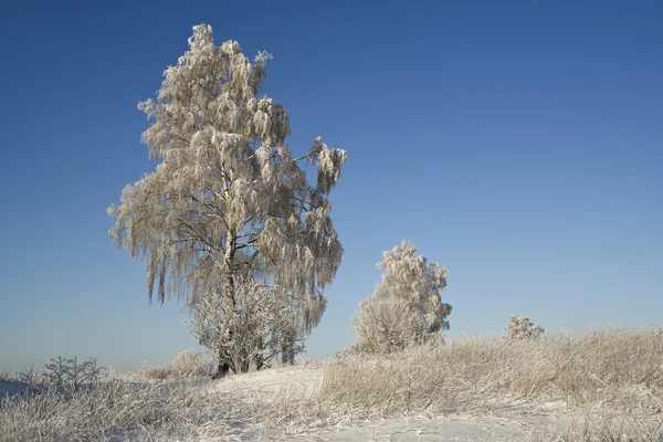 Paisaje de invierno con escarcha —  Fotos de Stock