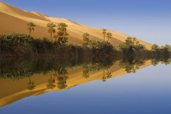 Oásis. Deserto da Líbia . — Fotografia de Stock