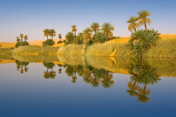 Oase. Libische woestijn. — Stockfoto