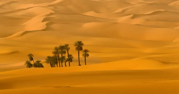 Zanderige duinen en palmbomen in woestijn sahara. Libië. — Stockfoto