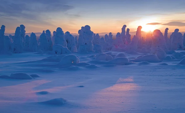 Northern Ural Mountains. Fantastic snow figures on trees. Frosty morning on border with Siberia. — Stock Photo, Image