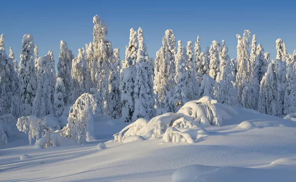 북부 우랄 산맥입니다. 환상적인 눈 나무에 숫자. 시베리아 국경에 서리가 내린 아침. — 스톡 사진