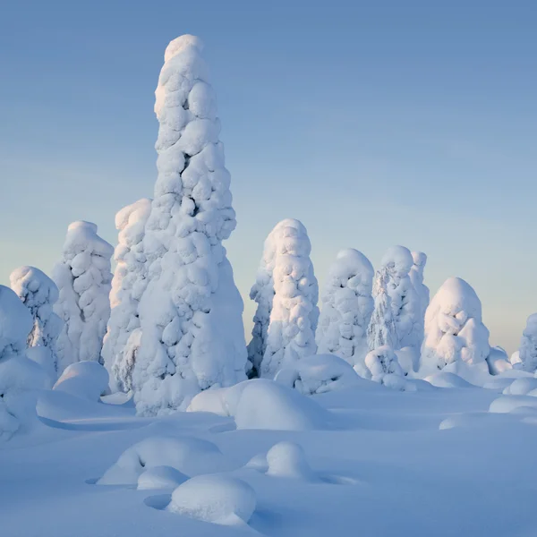 Montañas Urales del Norte. Fantásticas figuras de nieve en los árboles. Mañana helada en la frontera con Siberia . — Foto de Stock