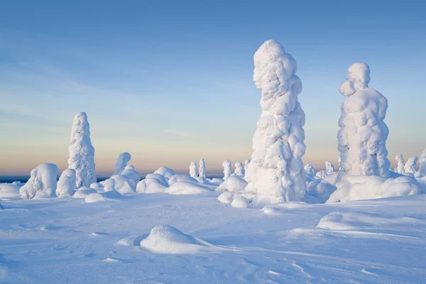 北ウラル山脈。木に幻想的な雪の数字。シベリアとの国境に冷ややかな朝. — ストック写真