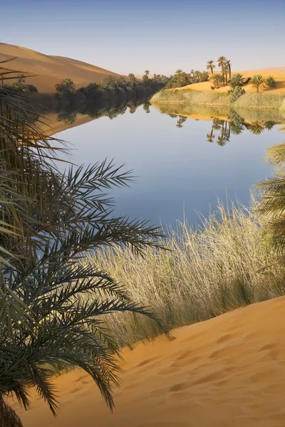 's ochtends in een oase. Libische woestijn. zanderige duinen en poel van zout water. — Stockfoto