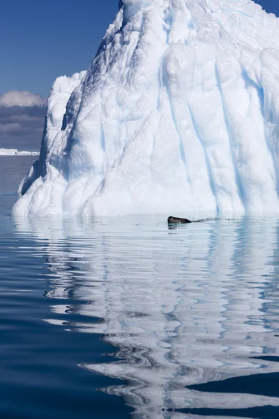 Naturen av Antarktiska halvön. ICES och isberg. resa på djupa rena vattnet bland glaciärer i Antarktis. fantastisk snö landskap. — Stockfoto