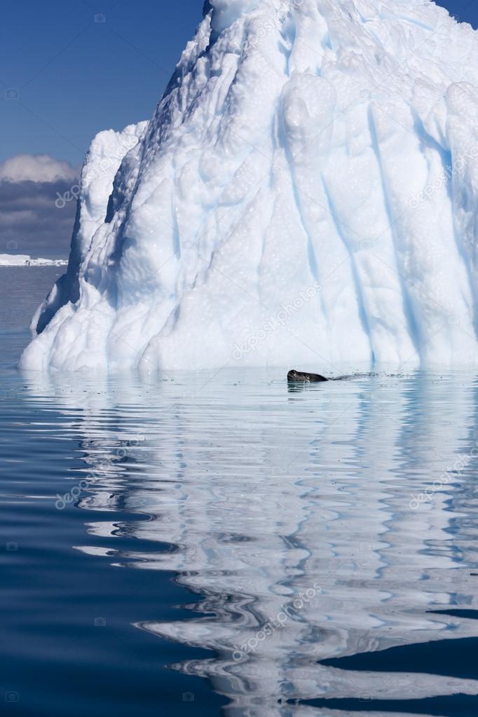 Nature of Antarctic Peninsula. Ices and icebergs. Travel on deep pure waters among glaciers of Antarctica. Fantastic snow landscapes.