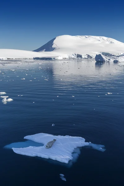 Naturaleza de la Península Antártica. Hielos e icebergs. Viaje en aguas profundas y puras entre glaciares de la Antártida. Fantásticos paisajes de nieve . — Foto de Stock